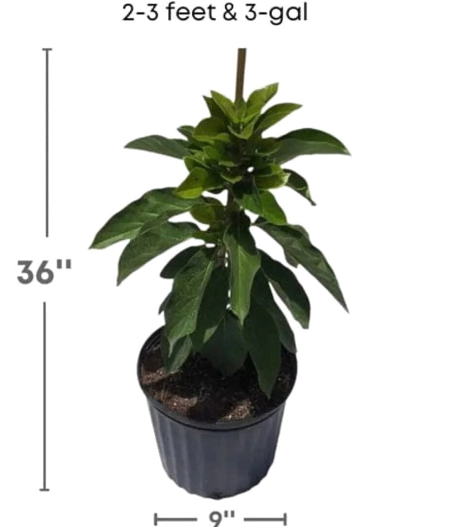 Grafted Mexicola Grande Avocado Tree 2-4FT tall, Cold Hardy. We ship TO ALL STATES