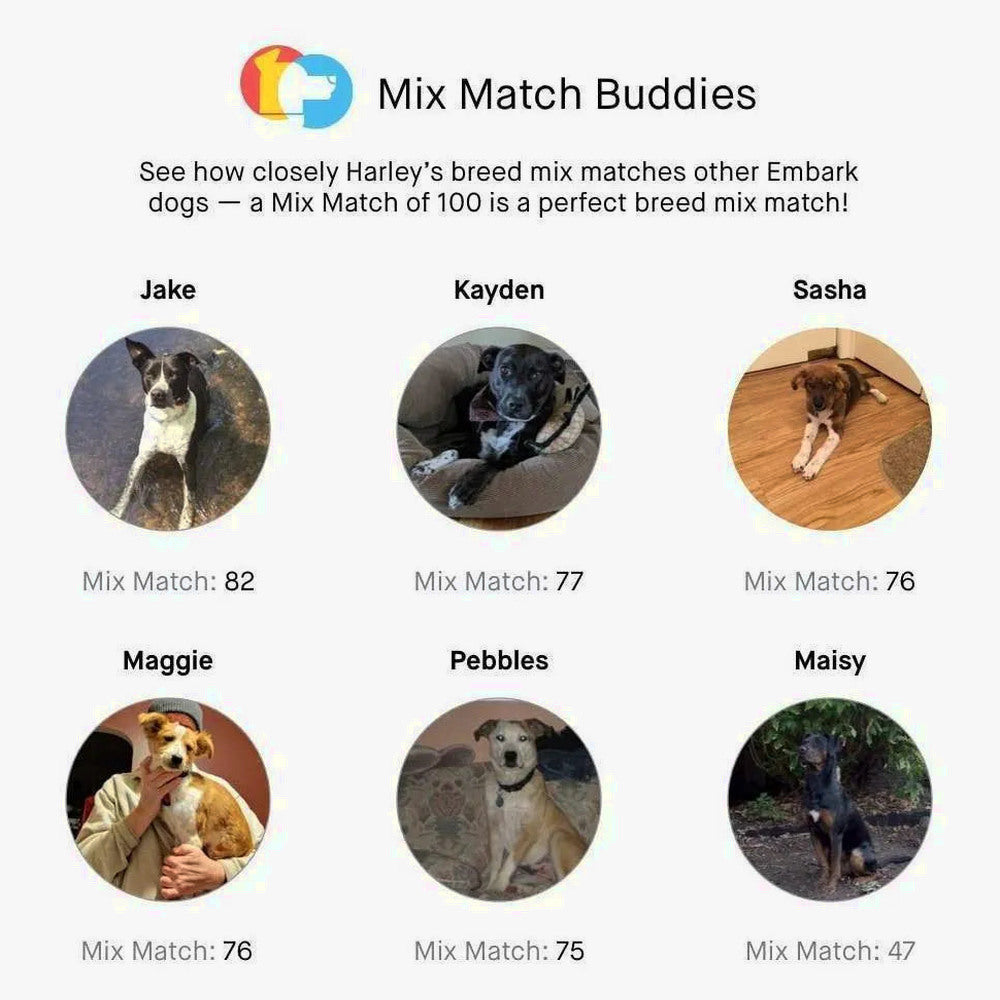Embark Dog DNA Test, Breed Identification Kit