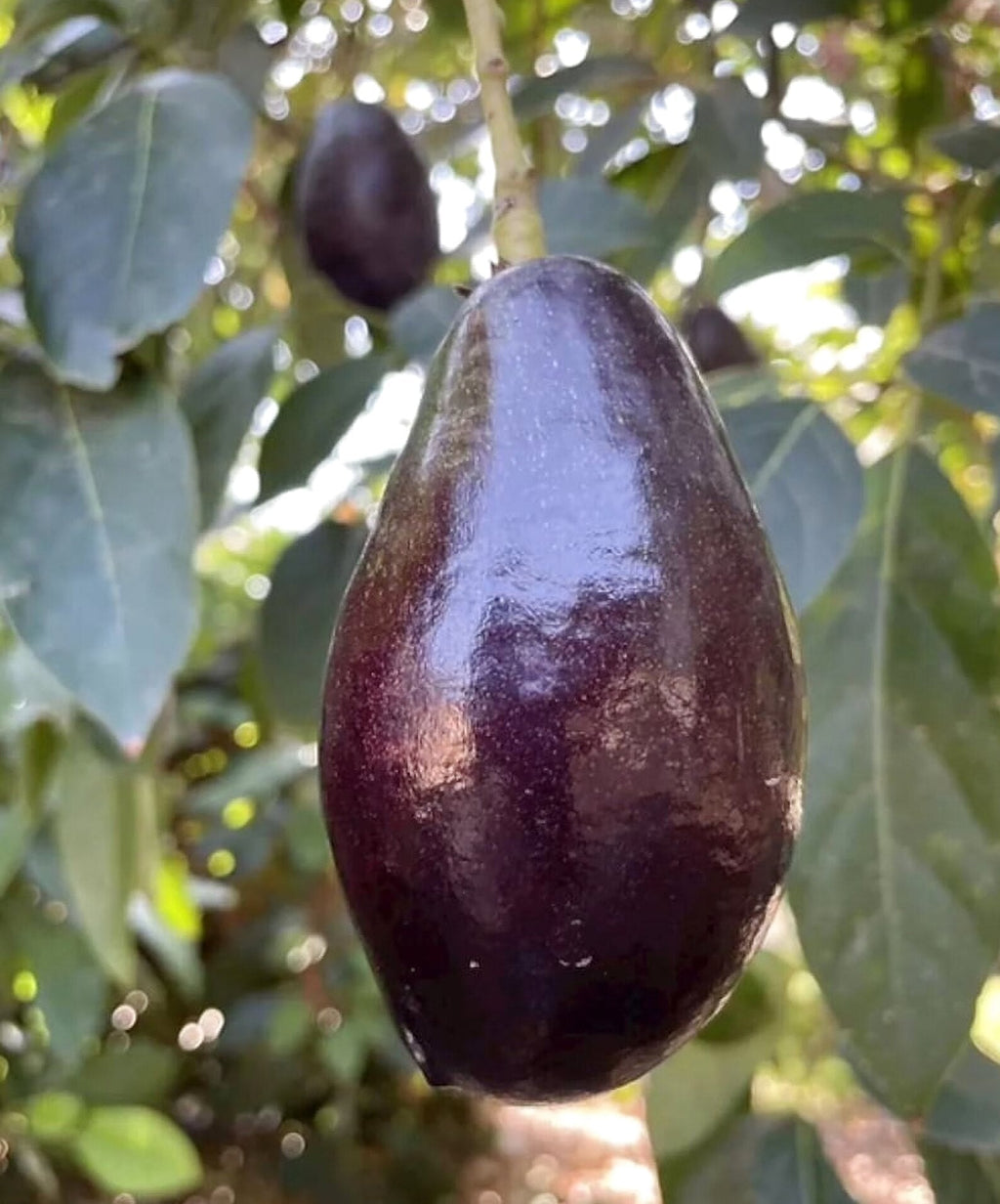 Grafted Mexicola Grande Avocado Tree 2-4FT tall, Cold Hardy. We ship TO ALL STATES