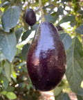 Grafted Mexicola Grande Avocado Tree 2-4FT tall, Cold Hardy. We ship TO ALL STATES