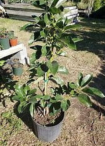 Grafted Mexicola Grande Avocado Tree 2-4FT tall, Cold Hardy. We ship TO ALL STATES