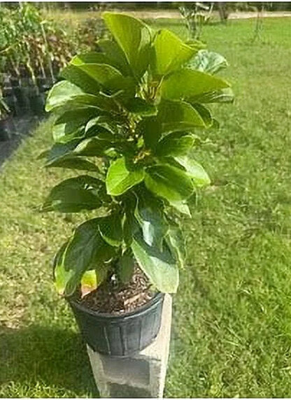 Grafted Mexicola Grande Avocado Tree 2-4FT tall, Cold Hardy. We ship TO ALL STATES
