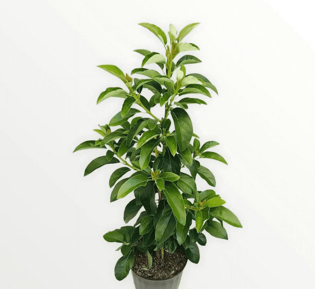 Grafted Mexicola Grande Avocado Tree 2-4FT tall, Cold Hardy. We ship TO ALL STATES