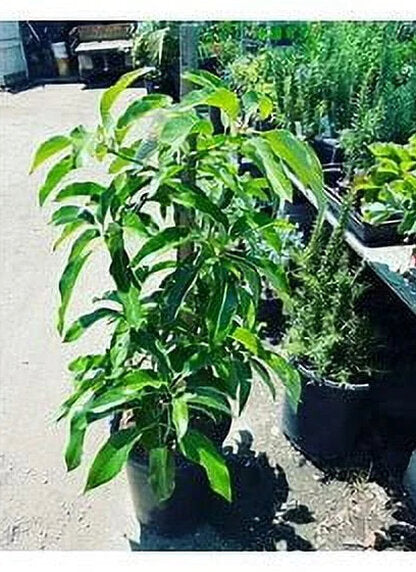 Grafted Mexicola Grande Avocado Tree 2-4FT tall, Cold Hardy. We ship TO ALL STATES