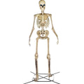 Home Accents 12 ft Giant Skeleton with LifeEyes, 95 lbs - Halloween Decoration